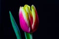pink and yellow closed petals tulip on black background Royalty Free Stock Photo