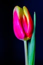 pink and yellow closed petals tulip on black background Royalty Free Stock Photo