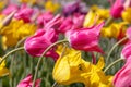 Pink and yellow color Tulip flowers in Holland, Michigan Royalty Free Stock Photo