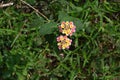 Two pink and yellow colored common Lantana flower clusters Royalty Free Stock Photo