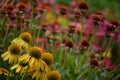 Pink and Yellow Coneflowers Royalty Free Stock Photo
