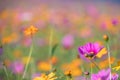 Pink and yellow cosmos flower field background.Beautiful cosmos flower natural garden in countryside.Flower field in summer Royalty Free Stock Photo