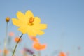 Pink and yellow cosmos flower field background.Beautiful cosmos flower natural garden in countryside.Flower field in summer Royalty Free Stock Photo