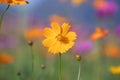 Pink and yellow cosmos flower field background.Beautiful cosmos flower natural garden in countryside.Flower field in summer Royalty Free Stock Photo