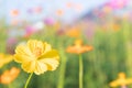 Pink and yellow cosmos flower field background.Beautiful cosmos flower natural garden in countryside.Flower field in summer Royalty Free Stock Photo