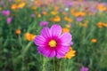 Pink and yellow cosmos flower field background.Beautiful cosmos flower natural garden in countryside.Flower field in summer Royalty Free Stock Photo