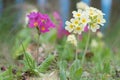Pink and yellow cowslips Royalty Free Stock Photo