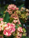 The Pink Yellow Crown of Thorns Flower Blooming