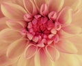 Pink-yellow dahlia flower blooms. Macro. red center. Closeup. beautiful dahlia. for design Royalty Free Stock Photo