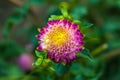 Pink and yellow dahlia flower closeup Royalty Free Stock Photo