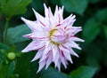 Pink and yellow Dahlia flower in full bloom closeup Royalty Free Stock Photo