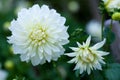 Pink and yellow Dahlia flower in full bloom closeup Royalty Free Stock Photo