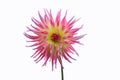 Pink and yellow Dahlia Flower Isolated on white background. Beautiful ornamental blooming garden plant Royalty Free Stock Photo