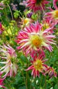 Pink and yellow dahlia flowers Royalty Free Stock Photo