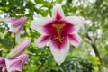 Pink and Yellow Day-lily Blossoms Royalty Free Stock Photo