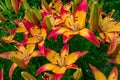 Pink-yellow Daylilies Latin: Hemerocallis close up. Flowers bed. Soft focus Royalty Free Stock Photo