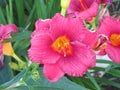 Pink and Yellow Daylily flower