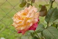 Pink And Yellow Demask Rose Flowers