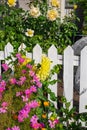 Pink and yellow flowers against white wooden garden fence of a residential house in suburb. Colorful flower on sunny day Royalty Free Stock Photo