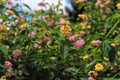 Pink and yellow flowers, Lantana camara. Weeping Lantana. Royalty Free Stock Photo