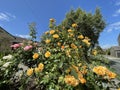 Flowering bush, by the roadside near, Pateley Bridge, Harrogate, UK