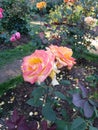 Pink and yellow flowers