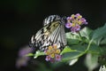 Pink and Yellow flowers with Tree Nymph Butterflies Royalty Free Stock Photo