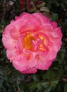 Pink with Yellow Fragrant Hybrid Tea Rose Royalty Free Stock Photo