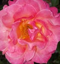 Pink with Yellow Fragrant Hybrid Tea Rose Royalty Free Stock Photo