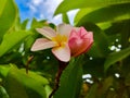 Pink and yellow frangipani flowers  blooming  green leaves Frangipani tree Royalty Free Stock Photo