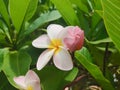 Pink and yellow frangipani flowers  blooming  green leaves Frangipani tree Royalty Free Stock Photo