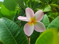 Pink and yellow frangipani flowers  blooming  green leaves Frangipani tree Royalty Free Stock Photo