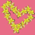 Pink with yellow Frangipani Plumeria yellov flowers in shape of heart on pink background.Valentine card. Mother`s Day card. Royalty Free Stock Photo
