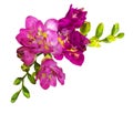 Pink and yellow freesia flowers and buds in a corner arrangement Royalty Free Stock Photo