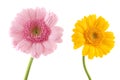 Pink and yellow Gerber Royalty Free Stock Photo