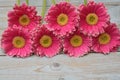 pink yellow gerbera daisies in a border row on grey old wooden shelves background with empty copy space Royalty Free Stock Photo