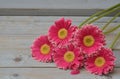 Pink yellow gerbera daisies in a border row on grey old wooden shelves background with empty copy space Royalty Free Stock Photo