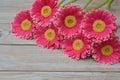 Pink yellow gerbera daisies in a border row on grey old wooden shelves background with empty copy space Royalty Free Stock Photo
