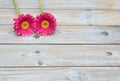 Pink yellow gerbera daisies on grey old wooden shelves background with empty copy space Royalty Free Stock Photo