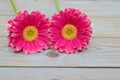 Pink yellow gerbera daisies on grey old wooden shelves background with empty copy space Royalty Free Stock Photo