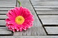 Pink yellow gerbera daisies on grey old wooden shelves background with empty copy space Royalty Free Stock Photo