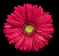 Pink-yellow gerbera flower, black isolated background with clipping path. Closeup. no shadows. For design. Royalty Free Stock Photo