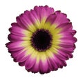 Pink-yellow gerbera flower white isolated background with clipping path. Closeup. no shadows. For design. Royalty Free Stock Photo