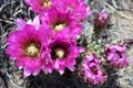 Pink and Yellow Hedgehog cactus floswers Royalty Free Stock Photo