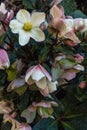 Pink and yellow hellebores in bloom