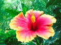 Pink and yellow hibiscus flower on bokeh park background