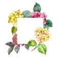 Pink and yellow hydrangea flowers. Floral botanical flower.Frame border ornament square.