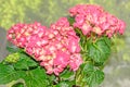 Pink with yellow Hydrangea flowers, hortensia petals close up Royalty Free Stock Photo