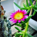 Ice Plant bloom