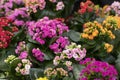 Pink and yellow Kalanchoe flowers, a cute ornamental flowering plant to grow. Unpretentious blooming succulent blossom with small